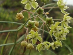 Asclepias praemorsa inflorescences